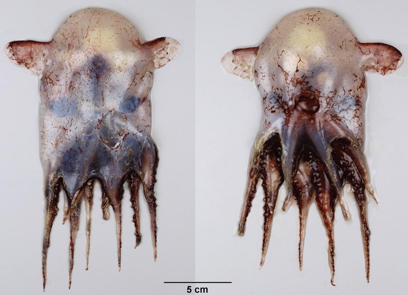 Grimpoteuthis innominata 73 mm ML - Grimpoteuthis innominata (dumbo octopus).jpg