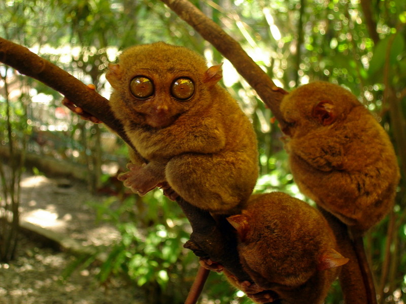 Bohol.tarsier jtlimphoto - Philippine tarsier, mawmag (Carlito syrichta).JPG