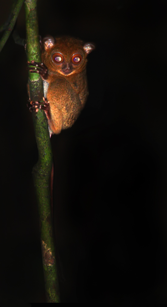 Western Tarsier - Horsfield's tarsier (Cephalopachus bancanus).jpg