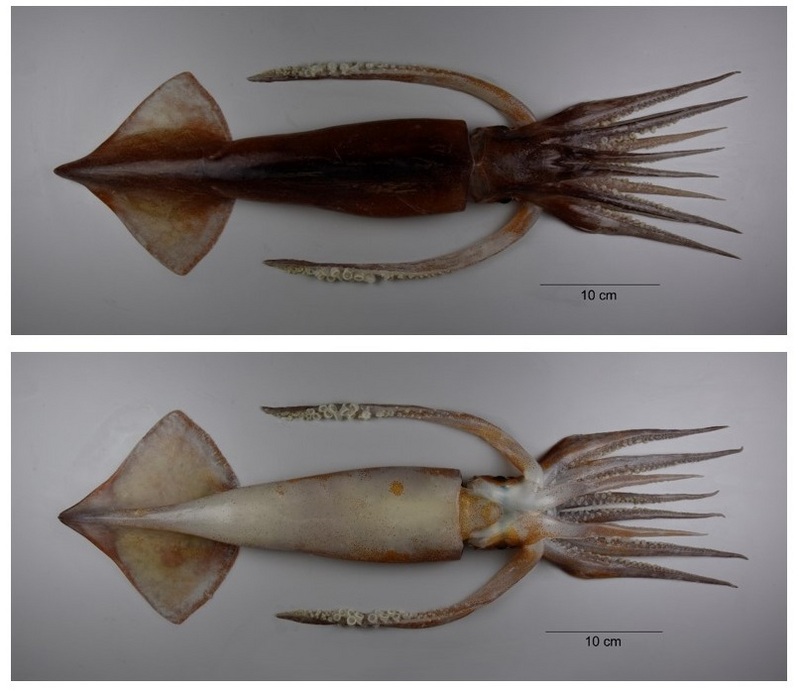 Nototodarus sloanii - Nototodarus sloanii (New Zealand arrow squid, Wellington flying squid).jpg