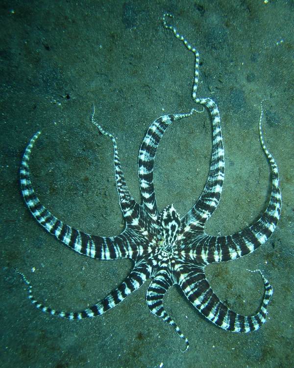 Mimic Octopus 2 - mimic octopus (Thaumoctopus mimicus).jpg