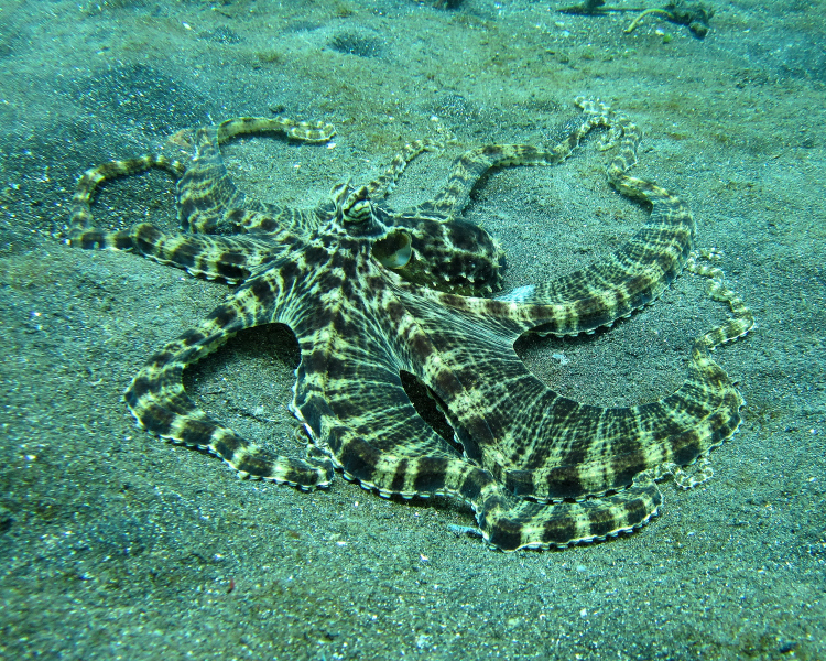Mimic Octopus 1 - mimic octopus (Thaumoctopus mimicus).jpg
