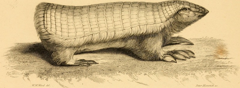 Annals of the Lyceum of Natural History of New-York (1824) (17791128364) - pink fairy armadillo, pichiciego (Chlamyphorus truncatus).jpg