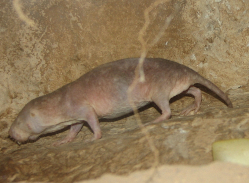 Naked Molerat 001 - naked mole-rat, sand puppy (Heterocephalus glaber).jpg