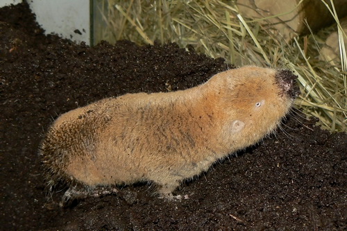 Cryptomys mechowi Plzen zoo 02.2011 - Mechow's mole-rat (Fukomys mechowii).jpg