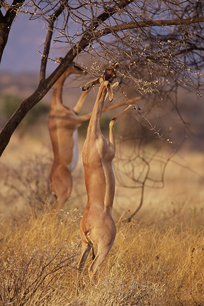 Gerenuks in Samburu - gerenuk, giraffe gazelle (Litocranius walleri).jpg