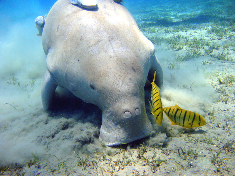 Dugong Marsa Alam - dugong (Dugong dugon).jpg
