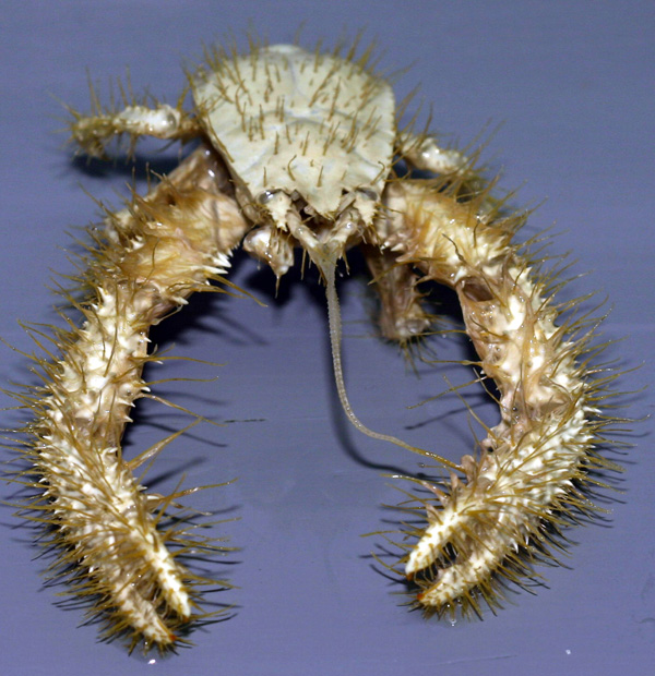 Yeti crab - Kiwa hirsuta (yeti lobster).jpg