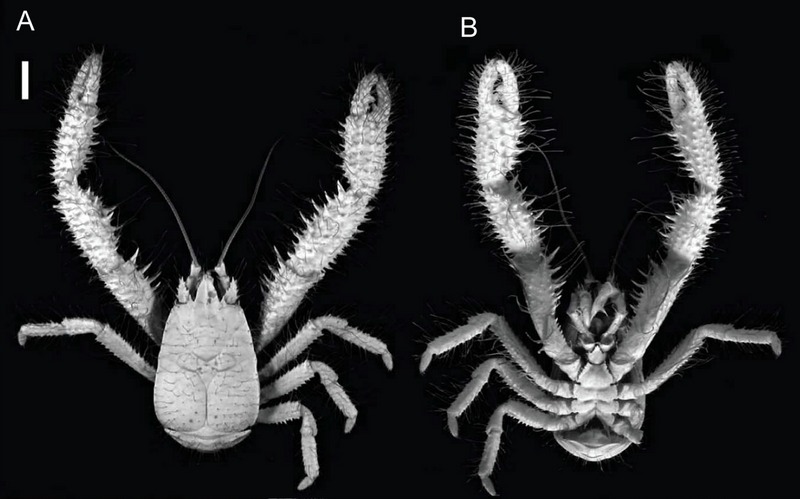 Kiwa puravida - Kiwa puravida (yeti crab).jpg