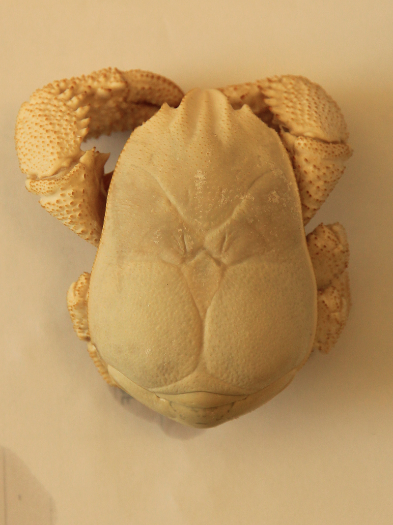 Close up of Hoff crab carapace - Kiwa tyleri (Hoff crab).jpg
