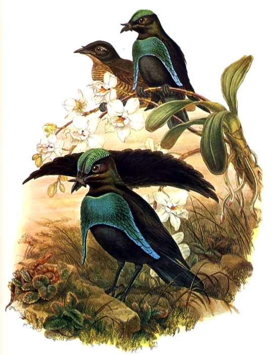 Lophorina superba bis by Bowdler Sharpe - superb bird-of-paradise (Lophorina superba).jpg