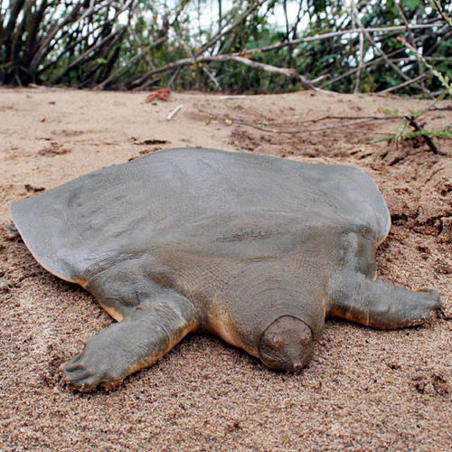 Pelochelys cantorii - Cantor's giant softshell turtle (Pelochelys cantorii).jpg