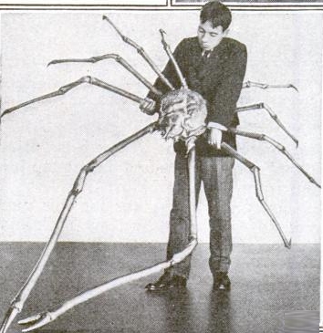Japanese spider crab - Japanese spider crab (Macrocheira kaempferi).jpg