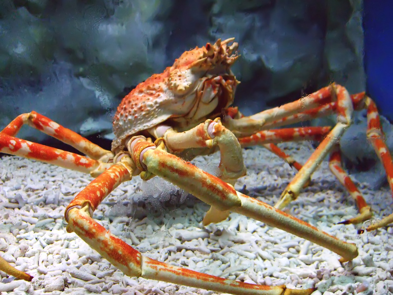 Spider crab at manila ocean park - Japanese spider crab (Macrocheira kaempferi).jpg