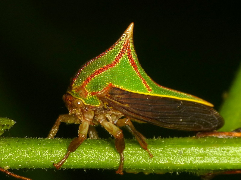 13994051845 83167f2734 o - Umbonia spinosa (thorn bug, treehopper).jpg