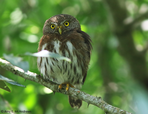 27933187176 daa8dec06f o - Tamaulipas pygmy owl (Glaucidium sanchezi).jpg