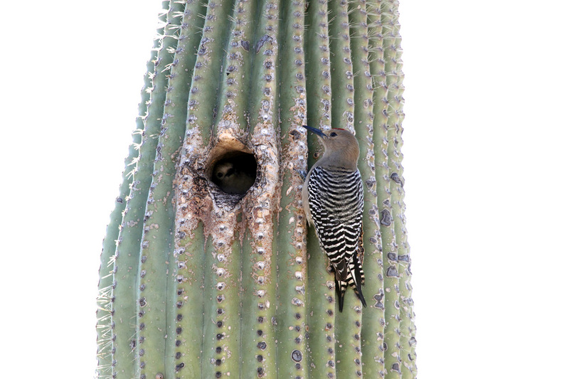 Gila woodpecker on Saguaro - Gila woodpecker (Melanerpes uropygialis).jpg
