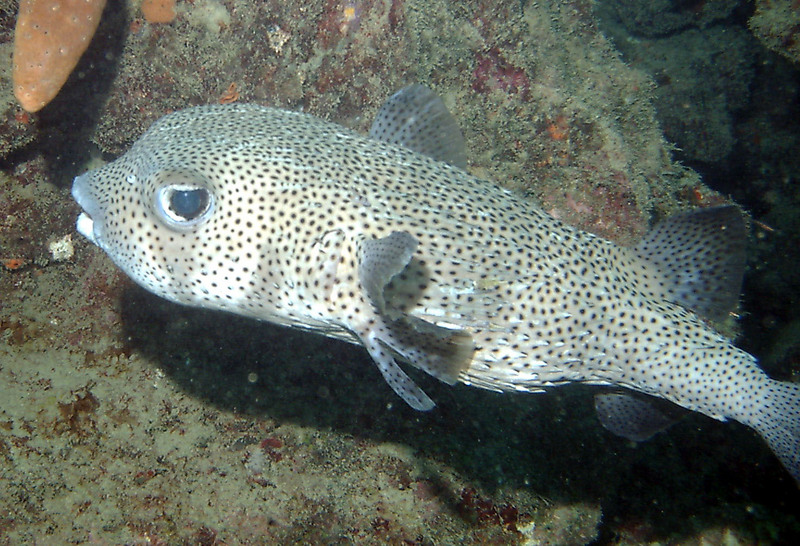 Tucacas.Diodon.Hystrix colour adjusted - spot-fin porcupinefish (Diodon hystrix).jpg