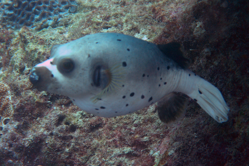 BlackSpotted PufferFish.Sept2006 - blackspotted pufferfish, dog-faced puffer (Arothron nigropunctatus).jpg