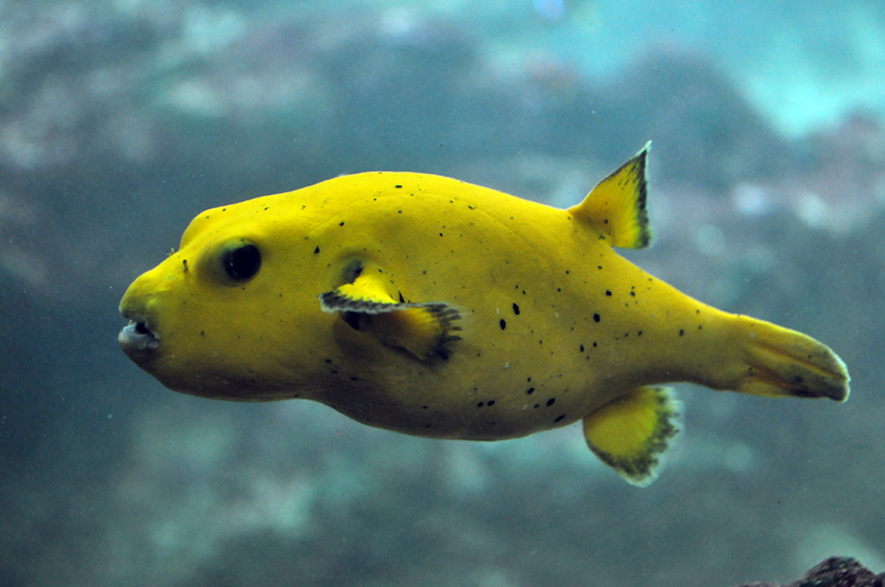Arothron nigropunctatus (yellow) - blackspotted pufferfish, dog-faced puffer (Arothron nigropunctatus).jpg