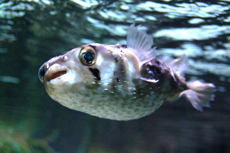 Diodon nicthemerus - Diodon nicthemerus, Slender-spined porcupine fish, porcupinefish.jpg