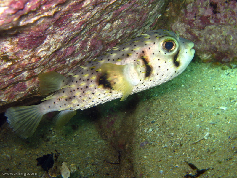 Dicotylichthys punctulatus - Dicotylichthys punctulatus, Three-barred porcupinefish, three-bar pufferfish.jpg