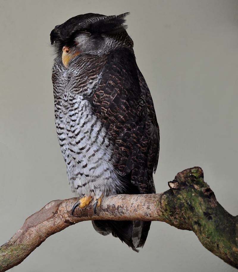 Bubo sumatranus -Kuala Lumpur Bird Park-8a-2cp - barred eagle-owl, Malay eagle-owl (Bubo sumatranus).jpg
