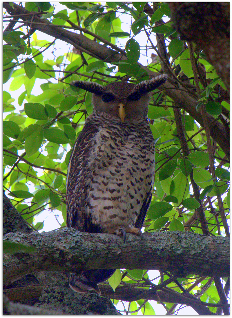 Spot-bellied Eagle-Owl by N.A. Nazeer - spot-bellied eagle-owl, forest eagle-owl (Bubo nipalensis).jpg