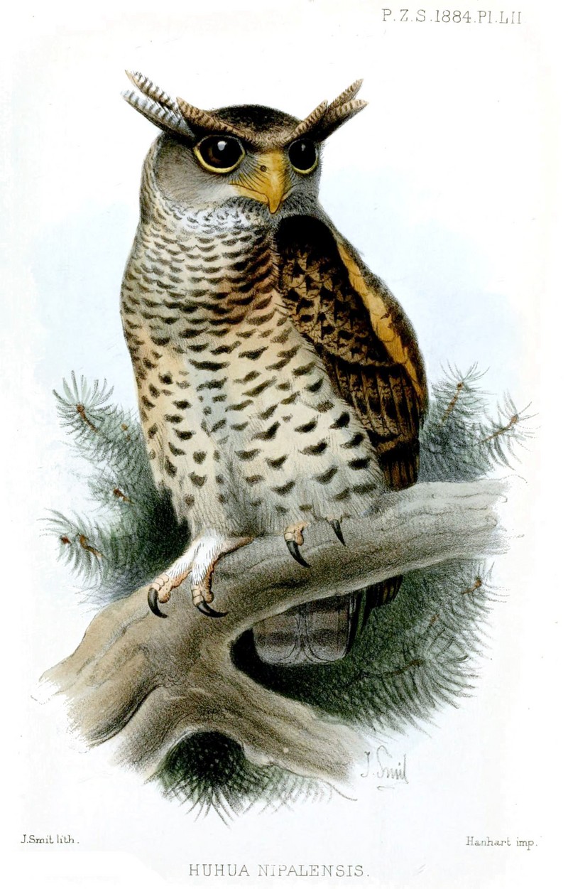 Bubo.Nipalensis.Smit - spot-bellied eagle-owl, forest eagle-owl (Bubo nipalensis).jpg