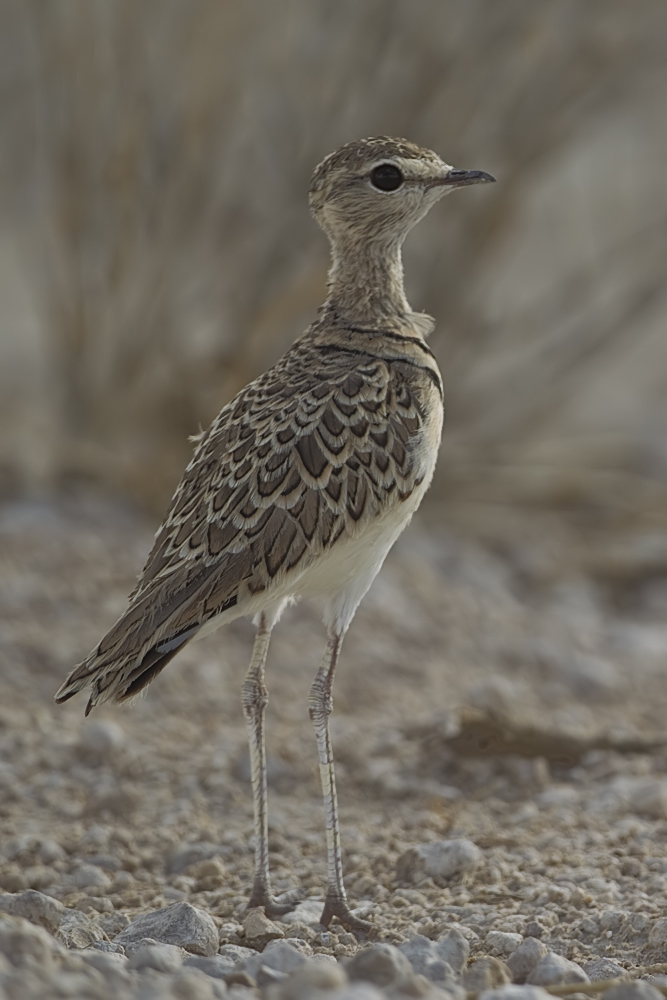 2012-double-banded-courser - two-banded courser (Smutsornis africanus).jpg