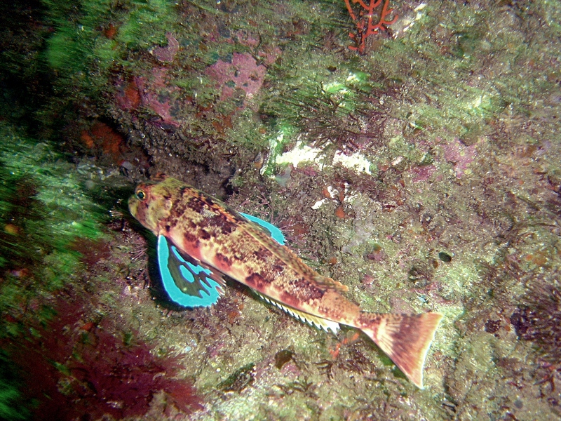 Cape Gurnard flashing its pectorals DSC08508 - Chelidonichthys capensis, Cape gurnard.JPG