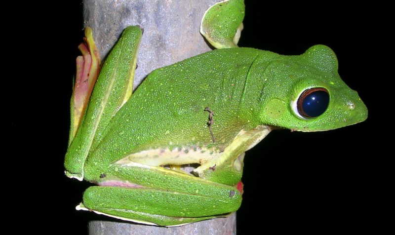 Rhacophorus malabaricus - Malabar gliding frog, Malabar flying frog (Rhacophorus malabaricus).jpg