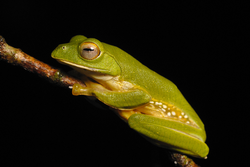Rhacophorus pseudomalabaricus - Rhacophorus pseudomalabaricus (Anaimalai flying frog, false Malabar gliding frog) .jpg