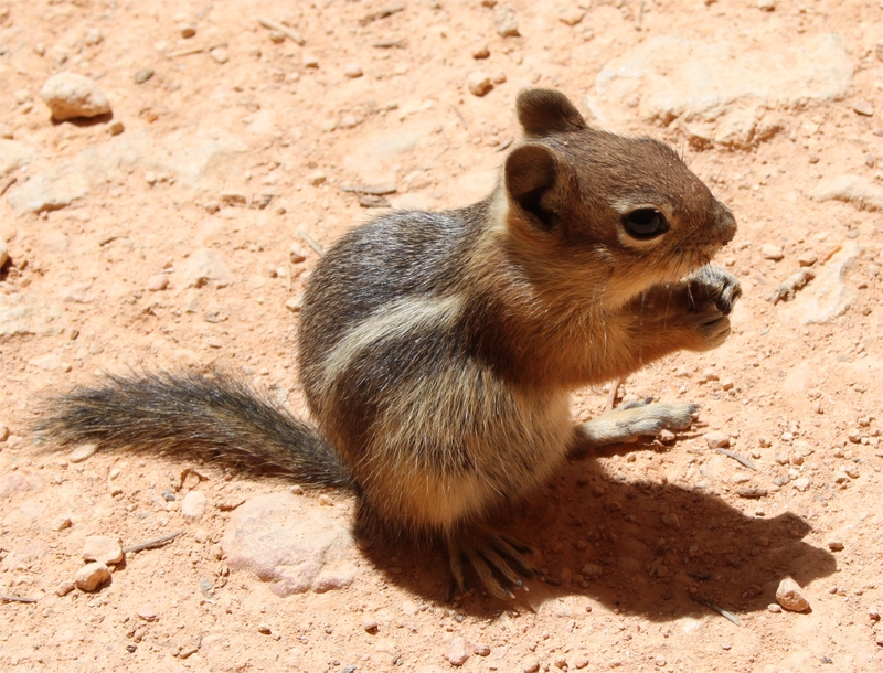 Callospermophilus lateralis Bryce Canyon - golden-mantled ground squirrel (Callospermophilus lateralis).jpg