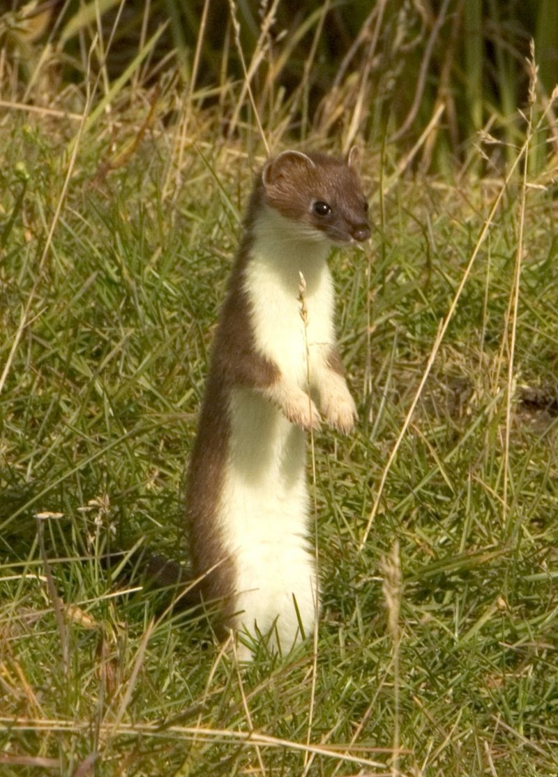 Mustela erminea upright - short-tailed weasel, stoat (Mustela erminea), ermine.jpg