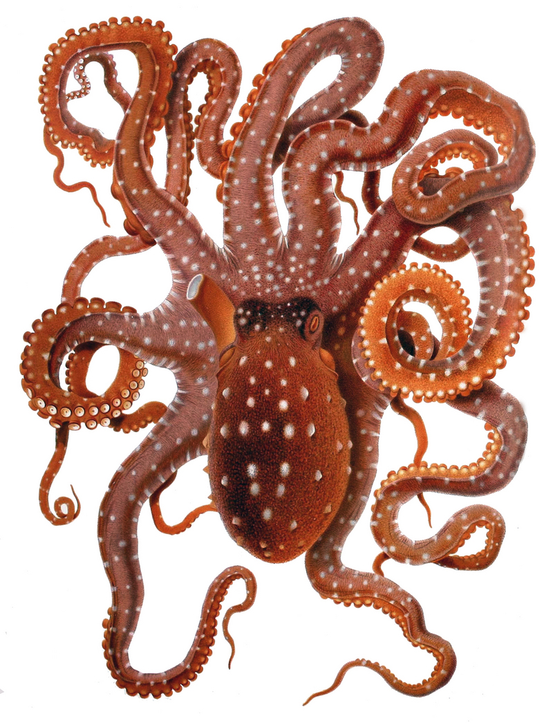 Octopus macropus Merculiano - Callistoctopus macropus, Atlantic white-spotted octopus.jpg
