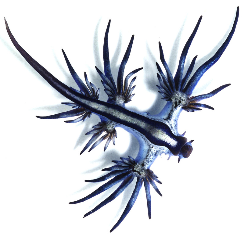 Glaucus atlanticus 1 cropped - Glaucus atlanticus (blue dragon, blue sea slug).jpg