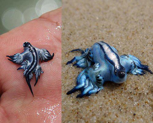 Glaucus atlant. - Glaucus atlanticus (blue dragon, blue sea slug).jpg