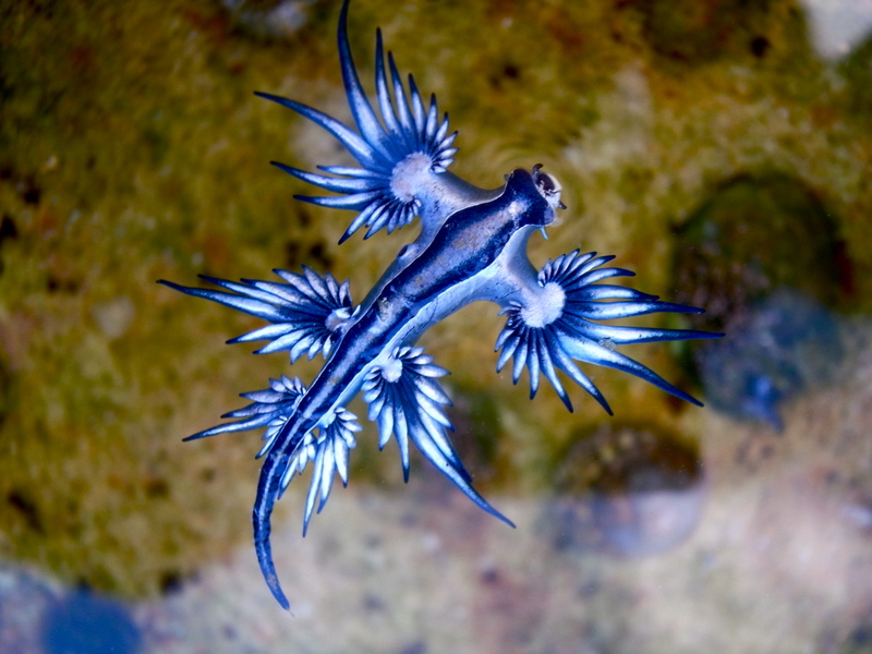 Blue dragon-glaucus atlanticus (8599051974) - Glaucus atlanticus (blue dragon, blue sea slug).jpg