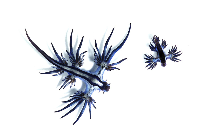Glaucus atlanticus 1 - Glaucus atlanticus vs. Glaucus marginatus, blue dragon, blue sea slug, slugs.jpg