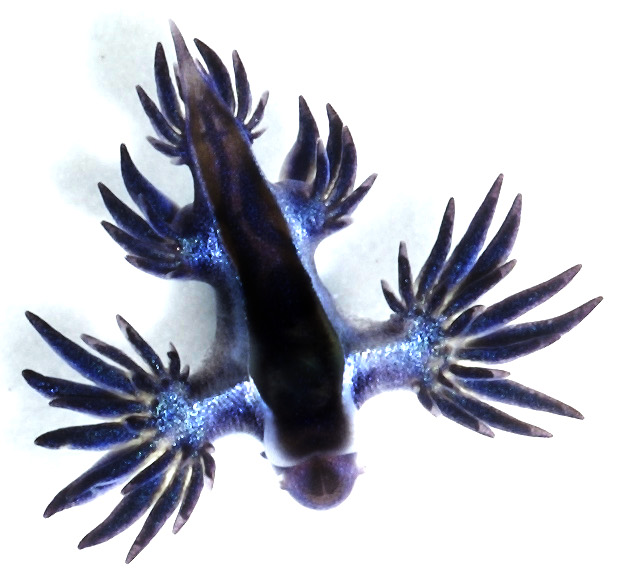 Glaucilla marginata - Glaucus marginatus (blue sea slug).jpg