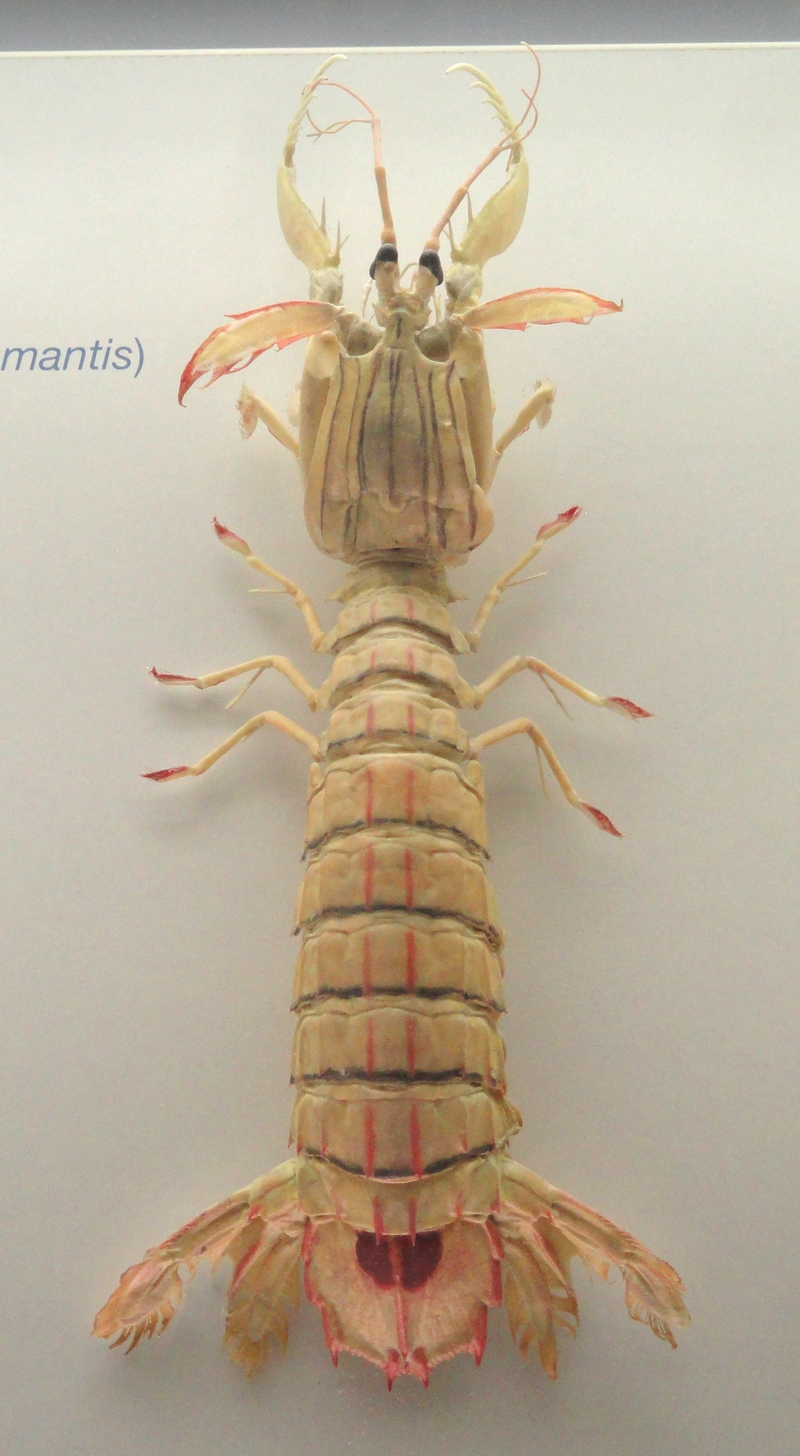 Squilla mantis - Naturmuseum Senckenberg - DSC02132 - Squilla mantis (mantis shrimp).JPG