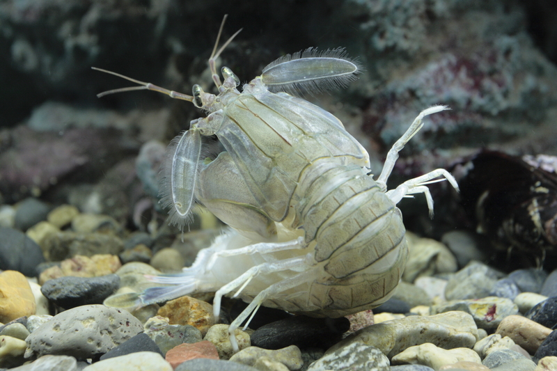 Oratosquilla oratoria, back - Oratosquilla oratoria (mantis shrimp).jpg