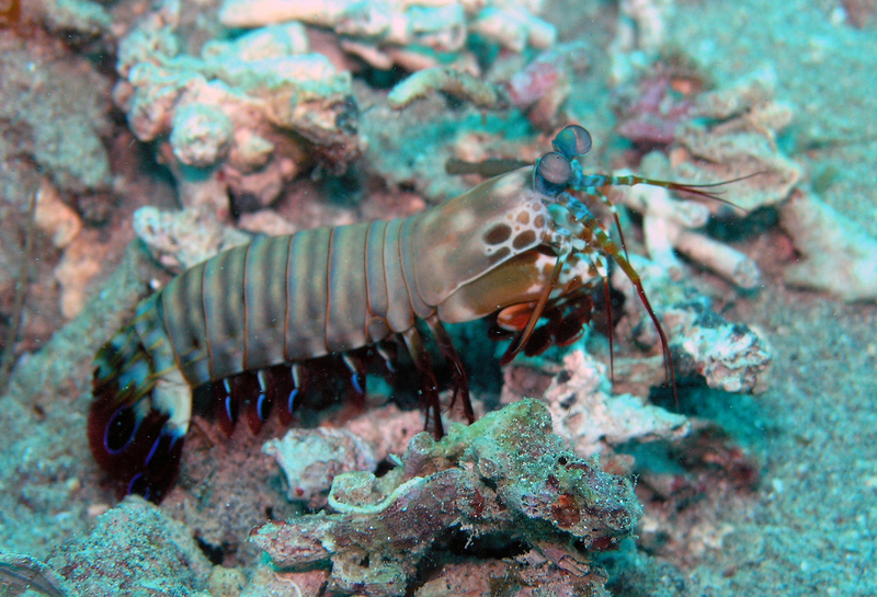 Odontodactylus scyllarus3 - Odontodactylus scyllarus (peacock mantis shrimp).jpg