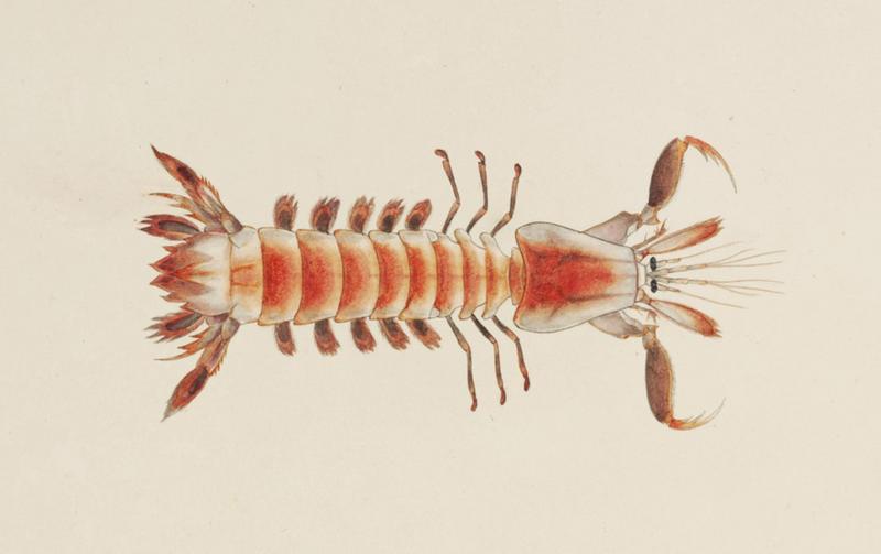 Naturalis Biodiversity Center - RMNH.ART.23 - Parasquilla haani - Kawahara Keiga - 1823 - 1829 - Siebold Collection - pencil drawing - water colour - Parasquilla haani (mantis shrimp).jpg