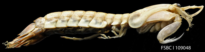 Parasquilla coccinea - Parasquilla coccinea (mantis shrimp).jpg