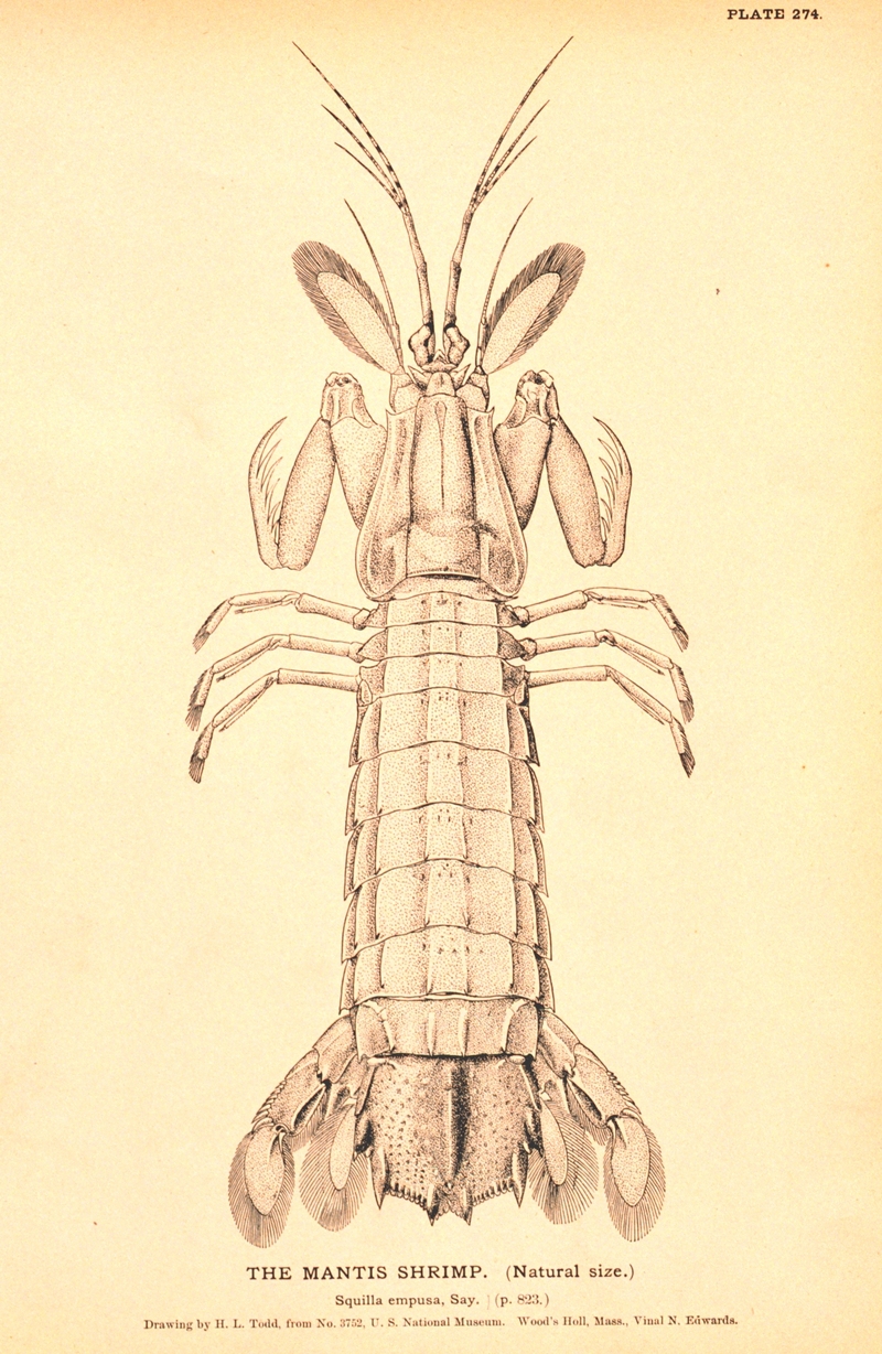 Squilla empusa - Squilla empusa (mantis shrimp).jpg