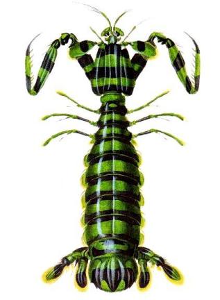 Lysiosquilla maculata ps1 - Lysiosquillina maculata (zebra mantis shrimp, striped mantis shrimp).jpg
