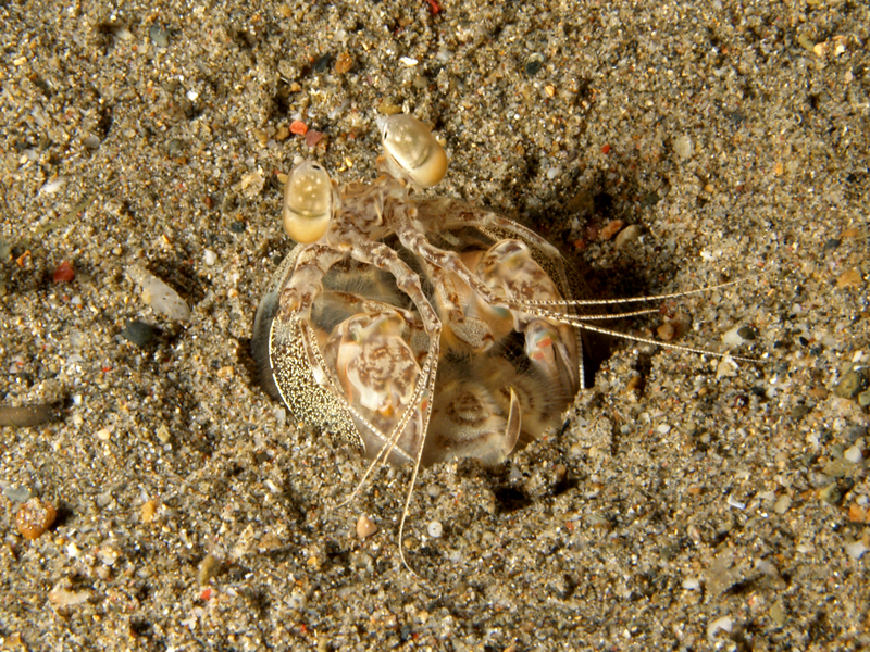 Lysiosquilla tredecimdentata (Spearing mantis shrimp).jpg