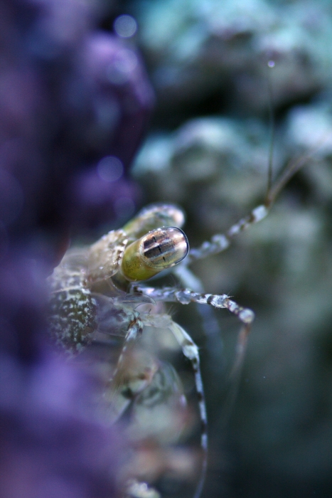 Pseudosquilla - Pseudosquilla ciliata (common mantis shrimp).JPG